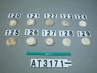 藏品(芋螺貝)的圖片